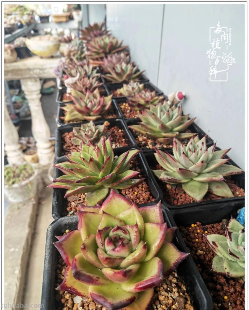 多肉，生活中的小确幸