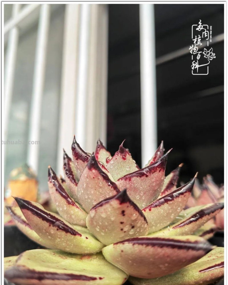 多肉，生活中的小确幸