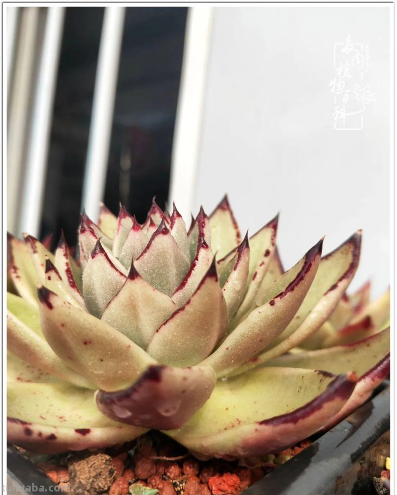 多肉，生活中的小确幸