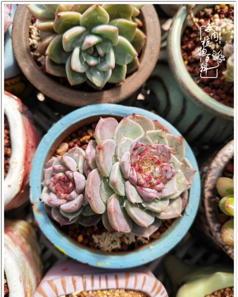多肉，生活中的小确幸