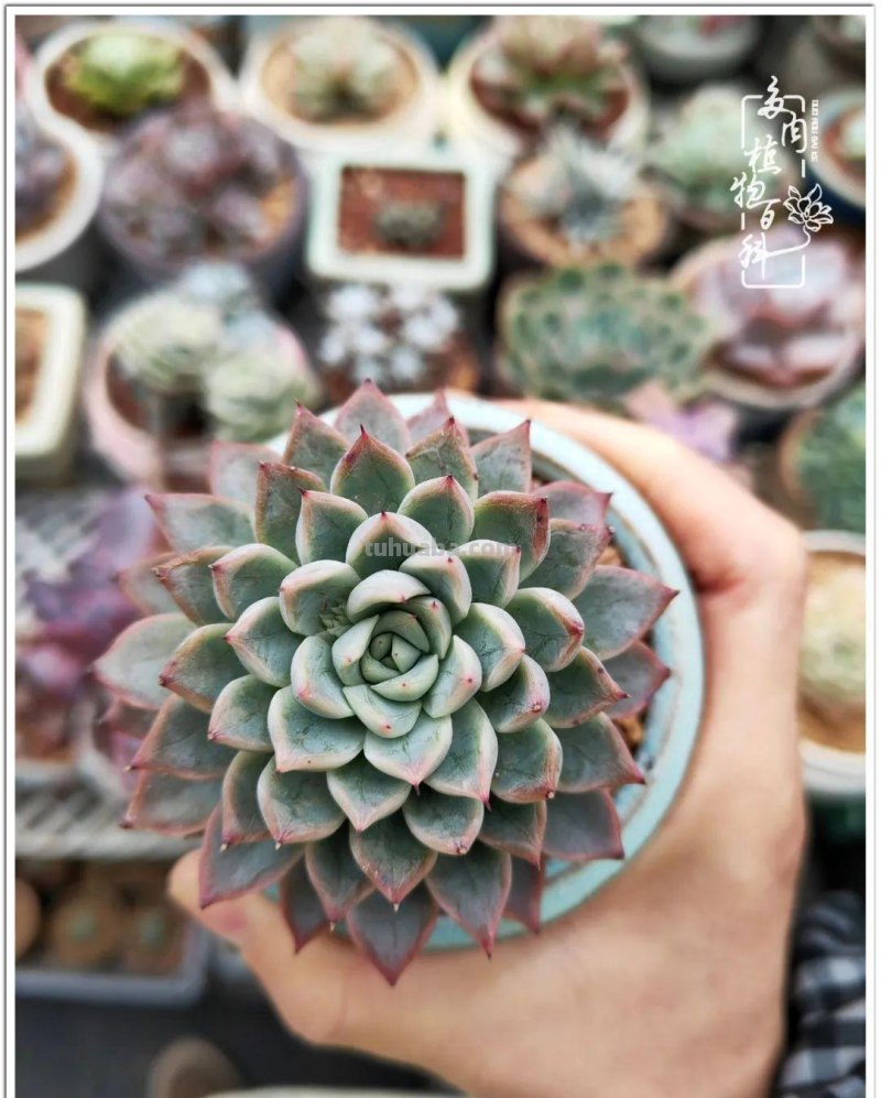 多肉，生活中的小确幸