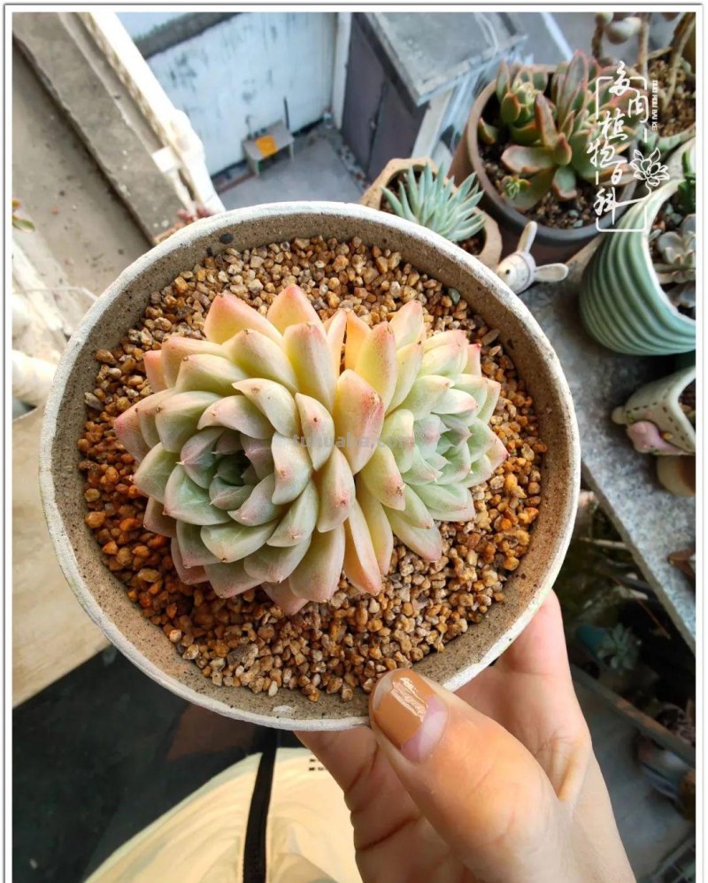 多肉，生活中的小确幸