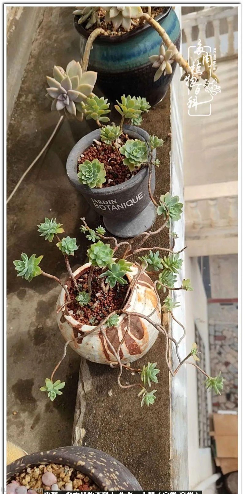 多肉，生活中的小确幸