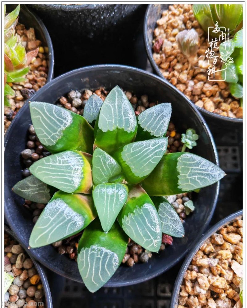 多肉，生活中的小确幸