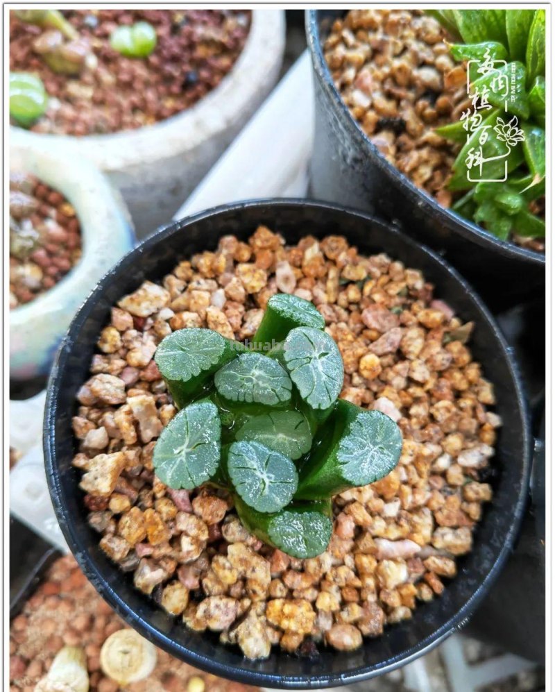 多肉，生活中的小确幸