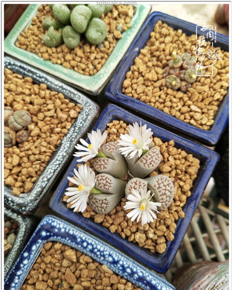 多肉，生活中的小确幸