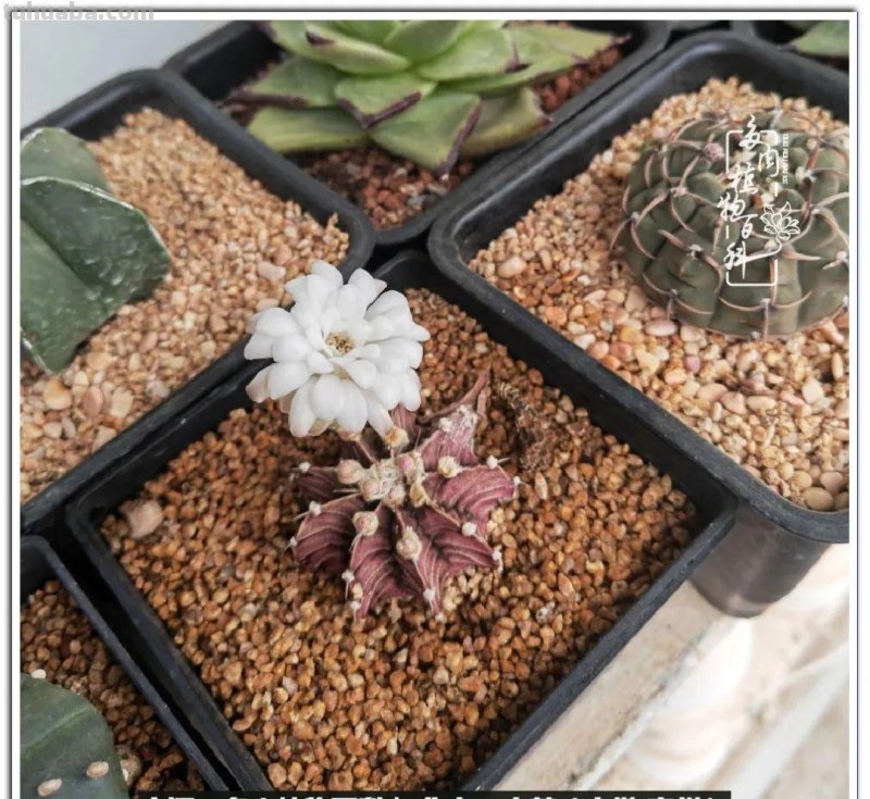 多肉，生活中的小确幸