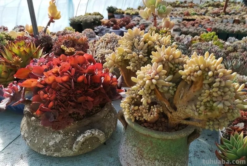 手把手教你养多肉，牢记掌握6个小妙招，学会了不徒长养成胖乎乎