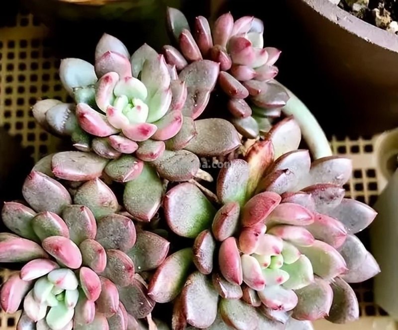手把手教你养多肉，牢记掌握6个小妙招，学会了不徒长养成胖乎乎