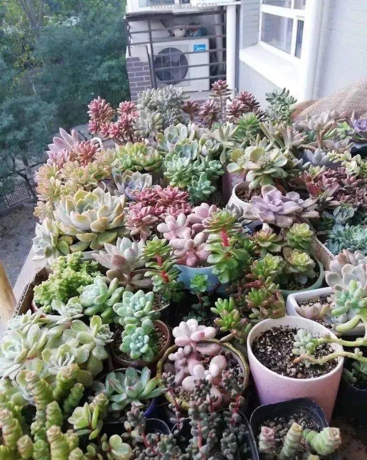 手把手教你养多肉，牢记掌握6个小妙招，学会了不徒长养成胖乎乎