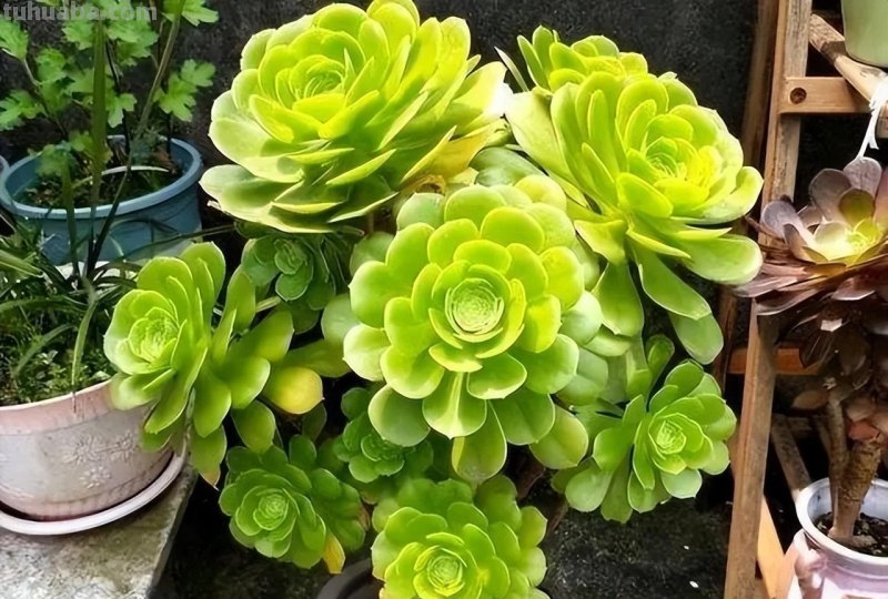 手把手教你养多肉，牢记掌握6个小妙招，学会了不徒长养成胖乎乎