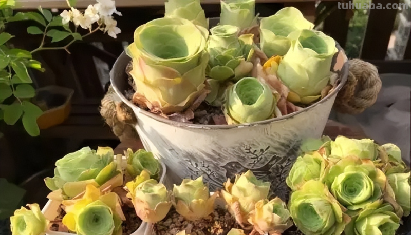 手把手教你养多肉，牢记掌握6个小妙招，学会了不徒长养成胖乎乎