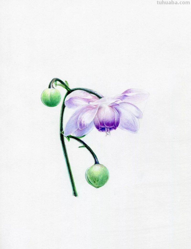 零基础如何画彩铅,教你画一朵花卉 零基础如何画彩铅,教你画一朵花卉