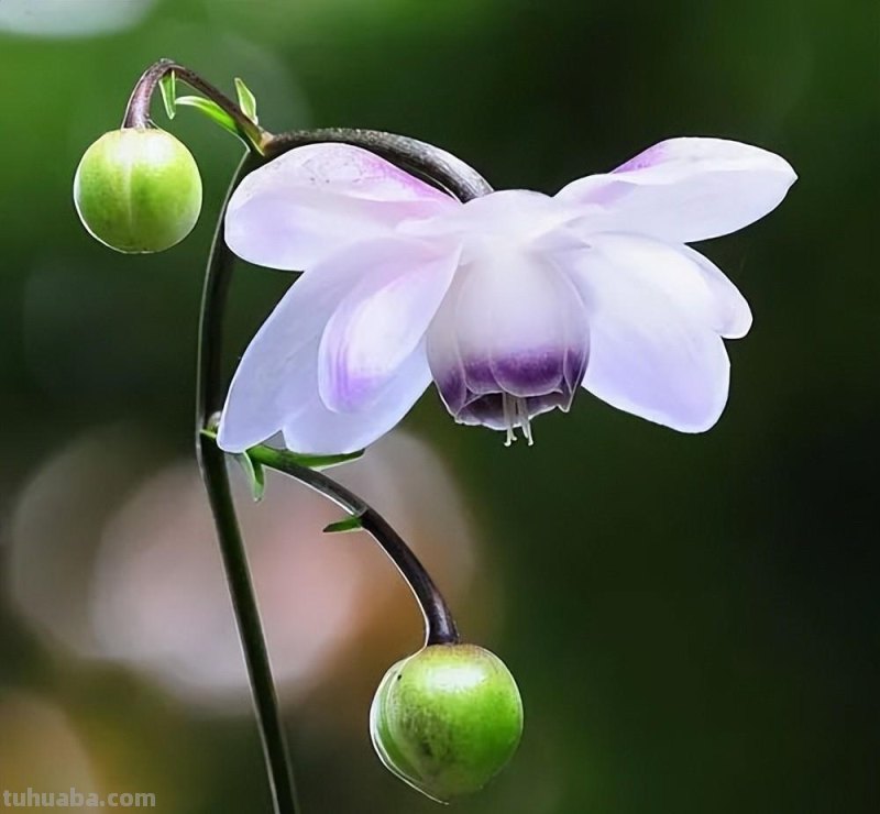 零基础如何画彩铅,教你画一朵花卉 零基础如何画彩铅,教你画一朵花卉