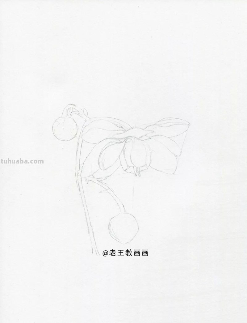 零基础如何画彩铅,教你画一朵花卉 零基础如何画彩铅,教你画一朵花卉