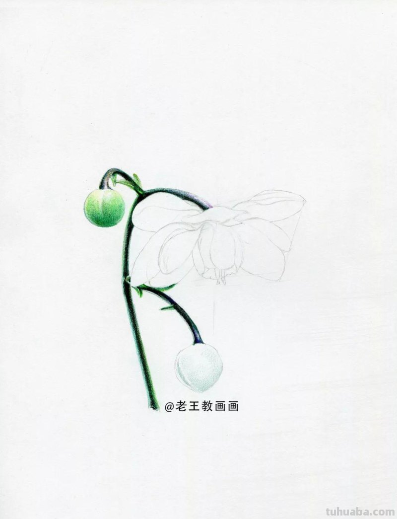 零基础如何画彩铅,教你画一朵花卉 零基础如何画彩铅,教你画一朵花卉