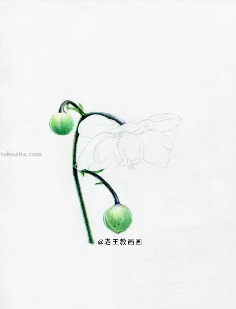 零基础如何画彩铅,教你画一朵花卉 零基础如何画彩铅,教你画一朵花卉