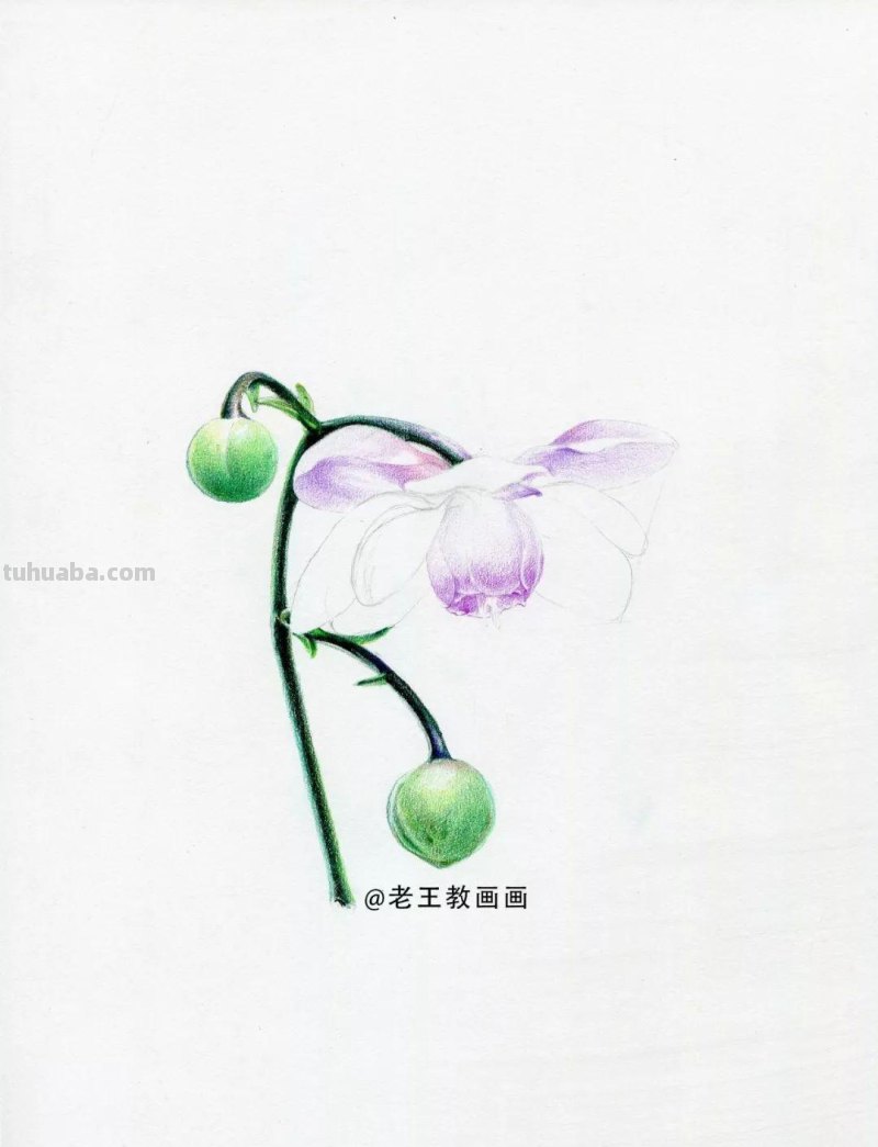 零基础如何画彩铅,教你画一朵花卉 零基础如何画彩铅,教你画一朵花卉