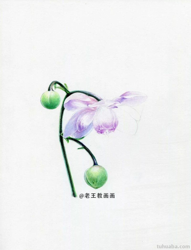 零基础如何画彩铅,教你画一朵花卉 零基础如何画彩铅,教你画一朵花卉