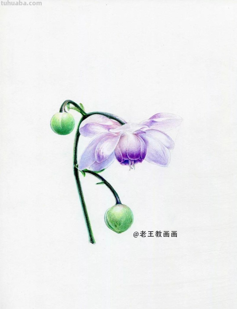 零基础如何画彩铅,教你画一朵花卉 零基础如何画彩铅,教你画一朵花卉