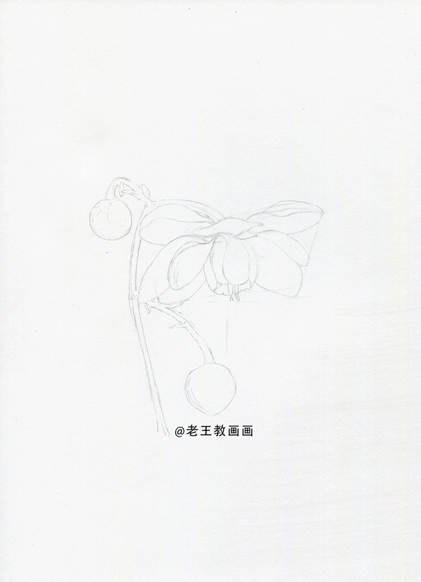 零基础如何画彩铅,教你画一朵花卉 零基础如何画彩铅,教你画一朵花卉