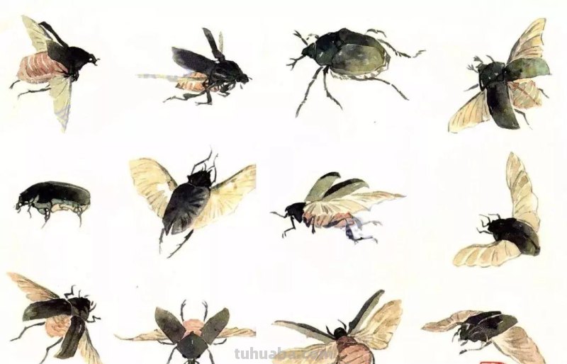 分享几种昆虫的没骨画法