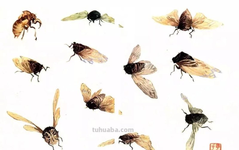 分享几种昆虫的没骨画法