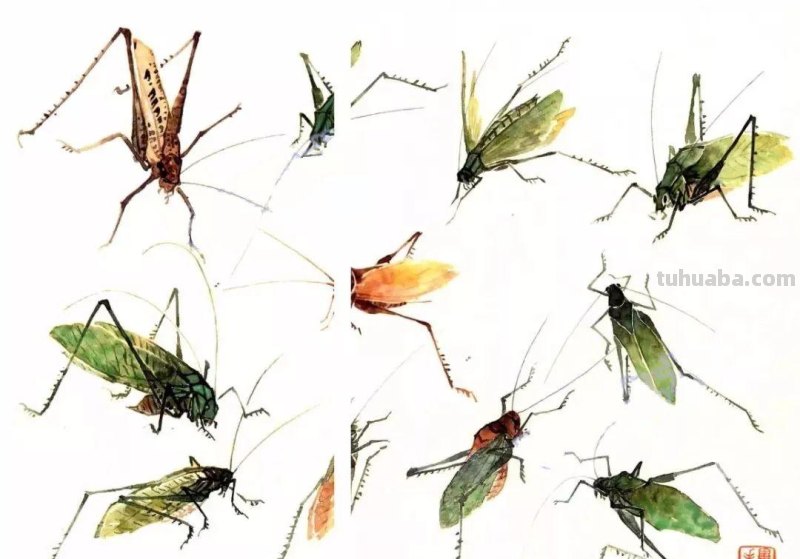 分享几种昆虫的没骨画法