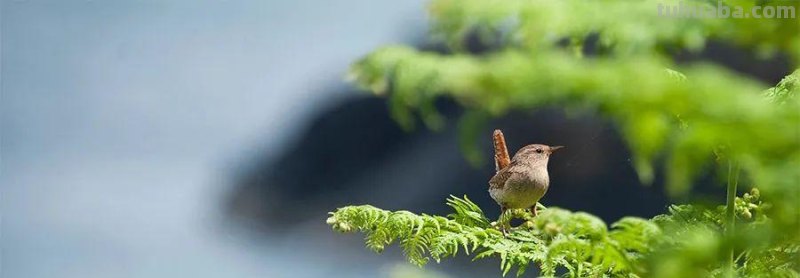 创意儿童画教程｜树枝上的小鸟