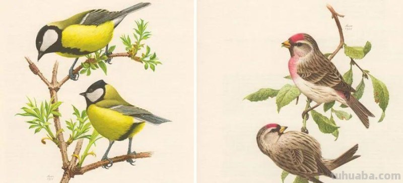 创意儿童画教程｜树枝上的小鸟