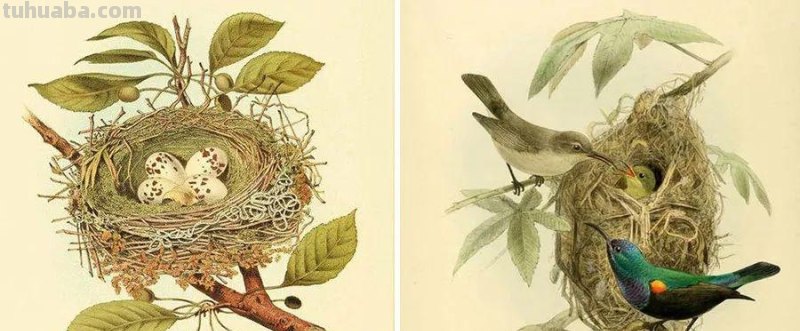 创意儿童画教程｜树枝上的小鸟