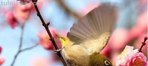 儿童画教程|低幼儿创意画-树枝上的小鸟 儿童画教程|低幼儿创意画-树枝上的小鸟