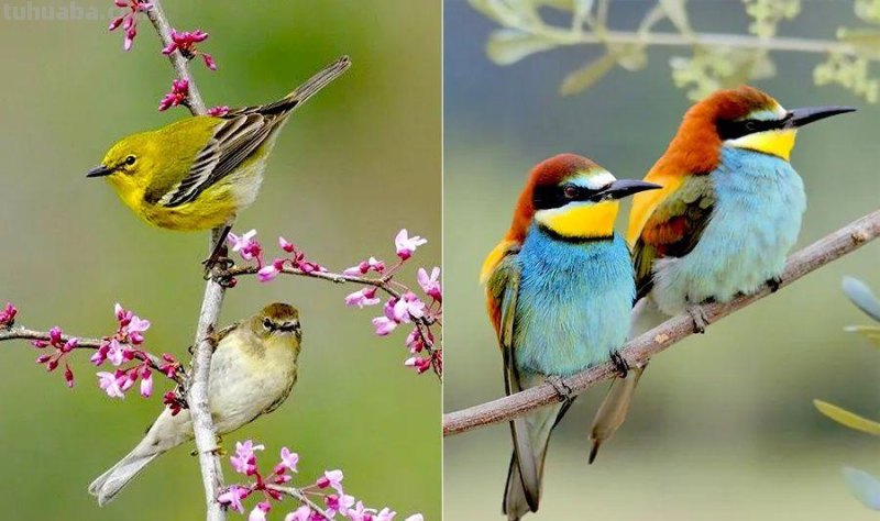 儿童画教程|低幼儿创意画-树枝上的小鸟 儿童画教程|低幼儿创意画-树枝上的小鸟