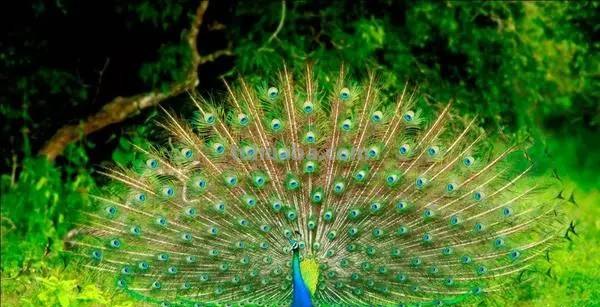 家长必备丨1分钟上手，简笔画鸟 so easy（收藏版）