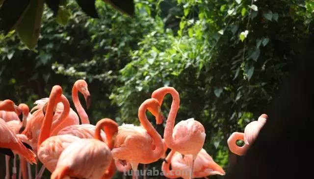 家长必备丨1分钟上手，简笔画鸟 so easy（收藏版）