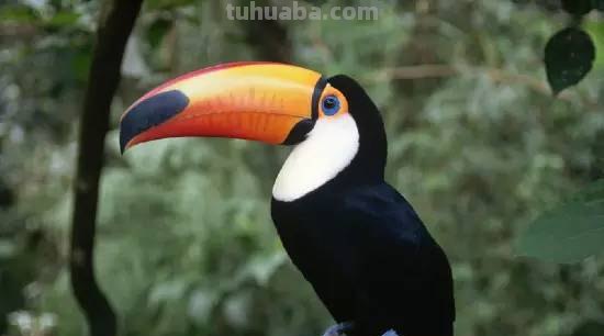 家长必备丨1分钟上手，简笔画鸟 so easy（收藏版）