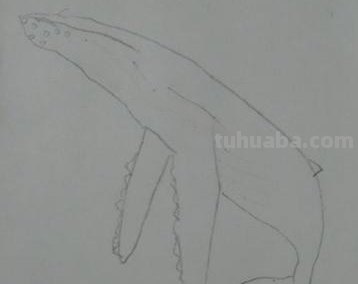 鲸鱼怎么画 彩铅颜色(鲸鱼怎么画 彩铅颜色好看) 鲸鱼怎么画 彩铅颜色(鲸鱼怎么画 彩铅颜色好看)