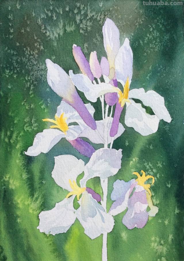 画不好水彩？那是你没看到好教程！