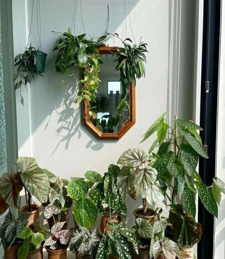 室内养花不可少的8种开花植物，附详细养护小技巧