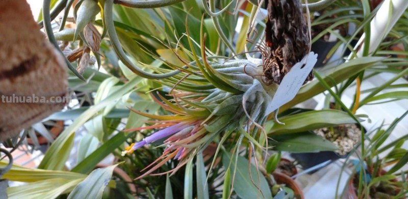 室内养花不可少的8种开花植物，附详细养护小技巧