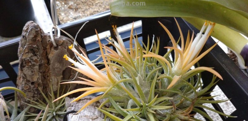 室内养花不可少的8种开花植物，附详细养护小技巧