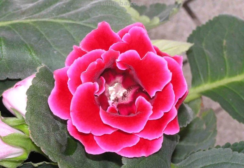 室内养花不可少的8种开花植物，附详细养护小技巧