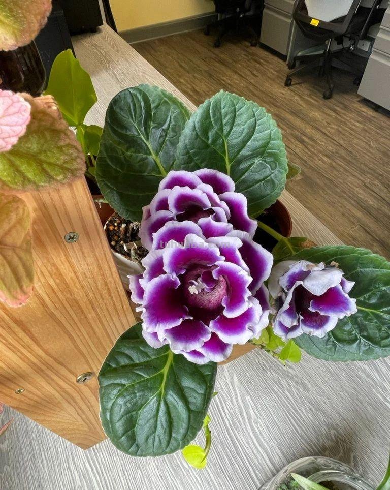 室内养花不可少的8种开花植物，附详细养护小技巧