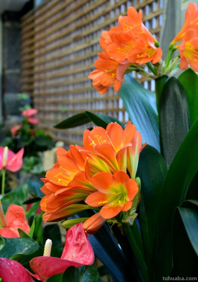 室内养花不可少的8种开花植物，附详细养护小技巧