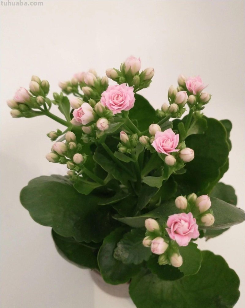 室内养花不可少的8种开花植物，附详细养护小技巧