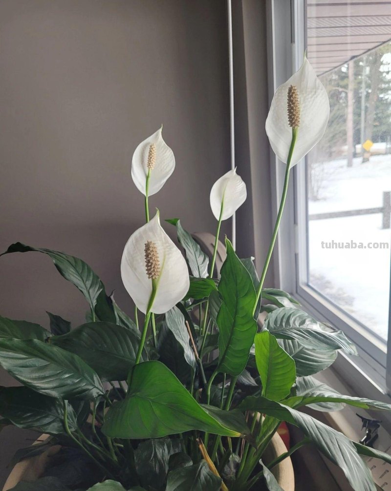 室内养花不可少的8种开花植物，附详细养护小技巧