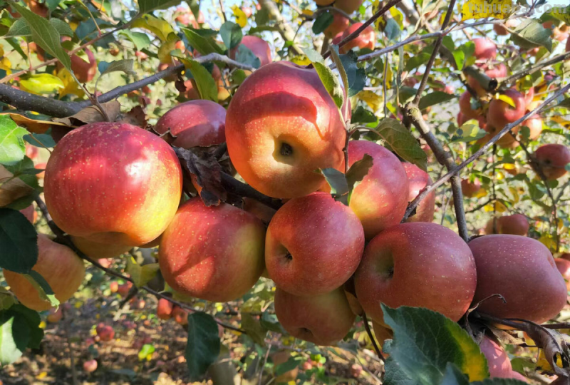 6步养护,家里也能种出大苹果,网友:沉得差点把枝条压断 6步养护,家里也能种出大苹果,网友:沉得差点把枝条压断