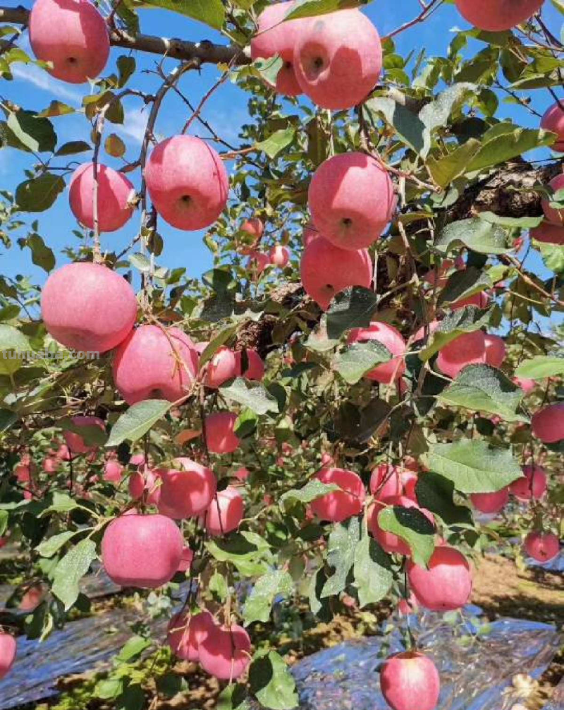 6步养护,家里也能种出大苹果,网友:沉得差点把枝条压断 6步养护,家里也能种出大苹果,网友:沉得差点把枝条压断