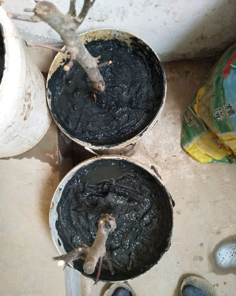 6步养护,家里也能种出大苹果,网友:沉得差点把枝条压断 6步养护,家里也能种出大苹果,网友:沉得差点把枝条压断