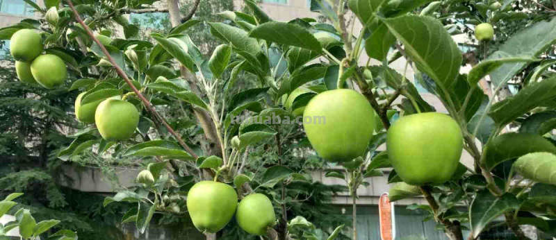 6步养护,家里也能种出大苹果,网友:沉得差点把枝条压断 6步养护,家里也能种出大苹果,网友:沉得差点把枝条压断